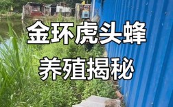 大虎头蜂养殖技术视频怎么学？