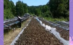 大棚木耳种植全套技术，关键步骤有哪些？