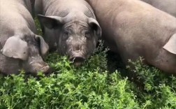 野外散养猪技术视频，关键点有哪些？