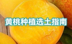黄桃种植技术如何影响价格波动？