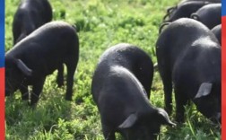 现在养殖什么新品种好？2025年有哪些新兴养殖项目值得尝试，市场前景与风险如何平衡？