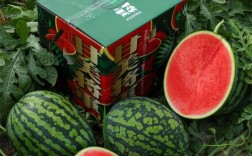 不掐尖不打叉西瓜品种真的能省工省力？产量和品质会受影响吗？适合种植吗？