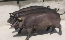 猪什么品种口感最好？