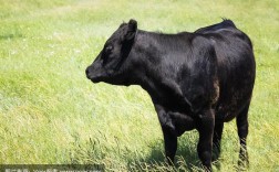 黑色牛的品种有哪些？