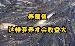 草鱼冬季养殖技术要点有哪些？