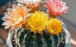 不同品种仙人球 开花