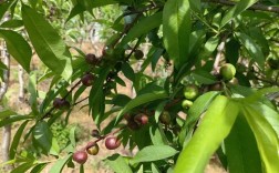 中油10号桃品种特点有哪些？