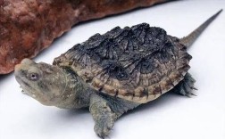 鳄龟2025年价格会涨还是跌？