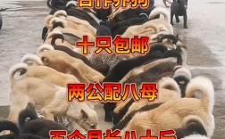 改良肉狗养殖技术视频，具体如何改良？