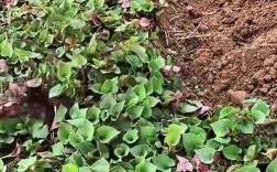 折耳根的种植技术视频