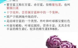 甘蓝栽培技术要点有哪些？