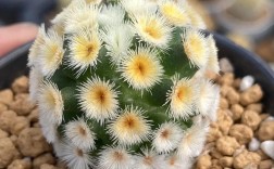 最稀有仙人球品种究竟有多珍奇？