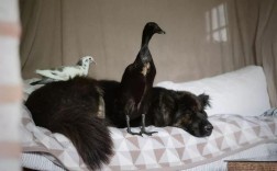 黑色小鸭子是什么品种