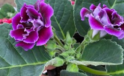 大岩桐花有哪些常见品种？