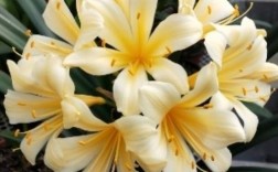 细叶君子兰品种有哪些？