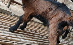 山东适合养哪些山羊品种？