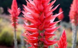 芦荟品种有哪些？各长啥样？