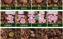 石生花哪些品种最怕水？