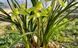 春兰十大品种花图片，哪种最值得养？