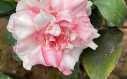 重瓣大花茶花有哪些热门品种？