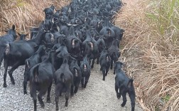 养殖黑山羊什么品种最好？