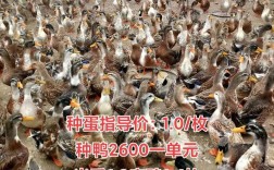 2025年鸭价会涨跌？成本影响几何？