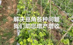 豆角栽培管理关键技术有哪些？