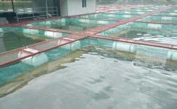 海水网箱养殖鱼类品种