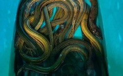 2025年黄鳝价格会涨还是跌？