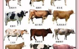 哪种牛品种最好？图片大全帮你选。