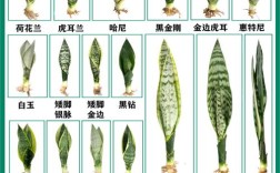 虎皮兰常见品种有哪些？