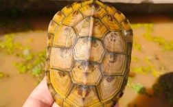 黄喉拟水龟2025价格会涨还是跌？