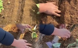 红薯种植视频，关键技术有哪些？