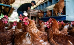 养鸡技术视频真能让人生财吗？