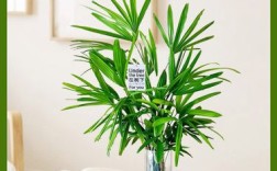 水培细叶竹有哪些常见品种？