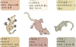壁虎品种有多少？附图片大全？