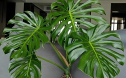 龟背竹品种有哪些？附图片详解！