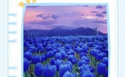 郁金香品种叫蓝什么