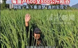 新品种水稻一亩产量究竟有多高？