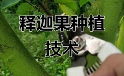 水果释迦高产种植技术有哪些要点？