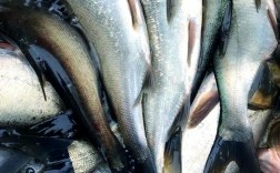 农广天地鲢鱼养殖技术