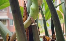 雪铁芋常见品种有哪些？看图识别。