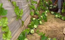 香瓜露天高产种植技术有哪些要点？