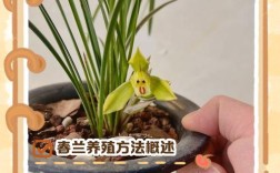 兰花北方室内养殖技术