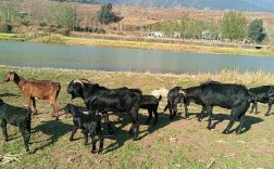 大山里养羊选啥品种合适？