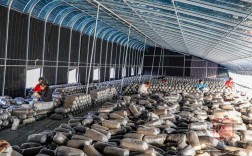 冬季大棚蘑菇技术视频怎么种？