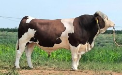 世界上品种最好的牛