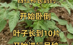 番茄种植管理关键技术有哪些？