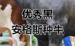 全身黑色的牛是什么品种？