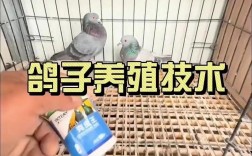 鸽子养殖管理技术有哪些关键要点？